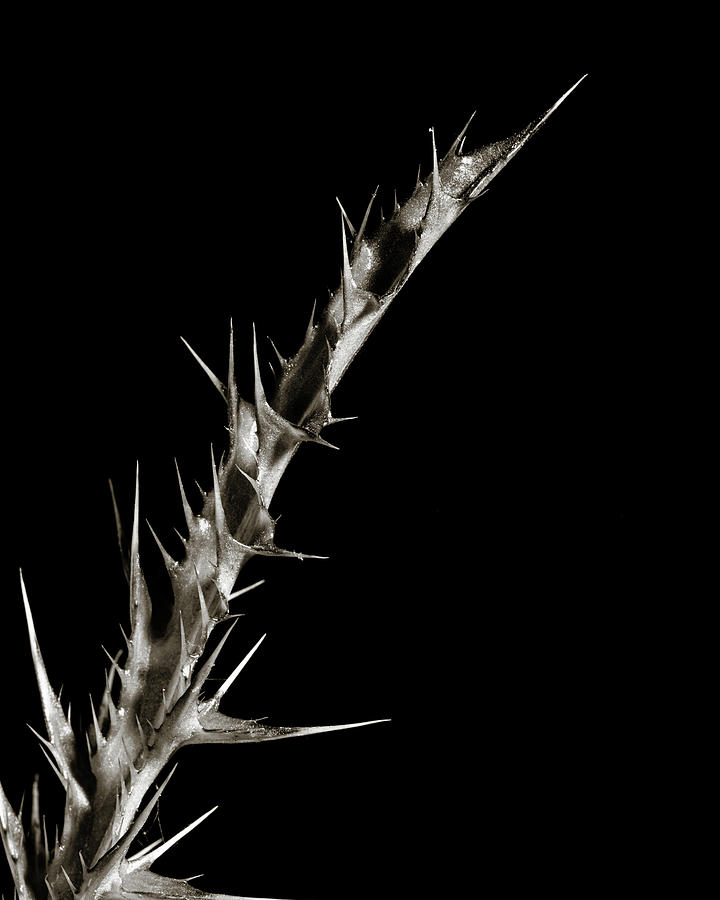 Thistle Wild flower in Black and White 222.2128 Photograph by M K ...