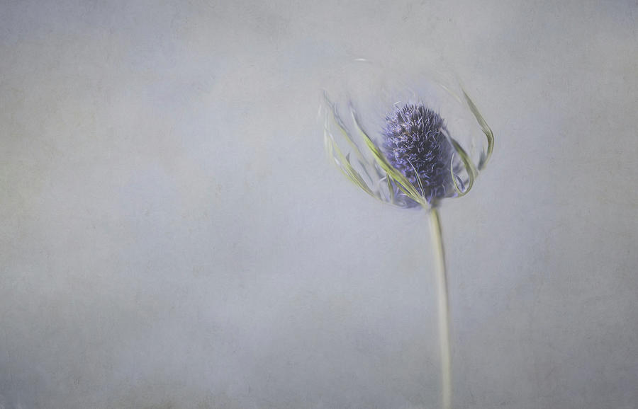 Flowers Still Life Photograph - Thistle Wildflower by Connie Carr