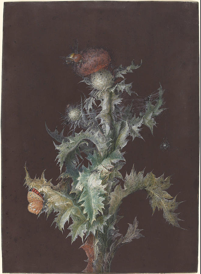 Thistle with Insects Painting by Barbara Regina Dietzsch