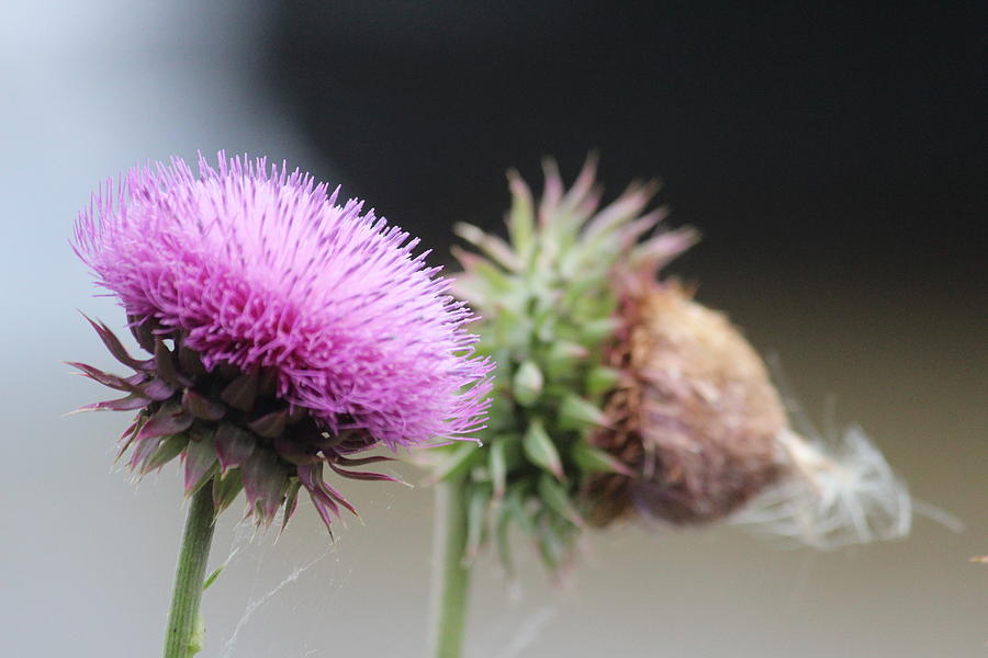 Thistles Photograph by Callen Harty