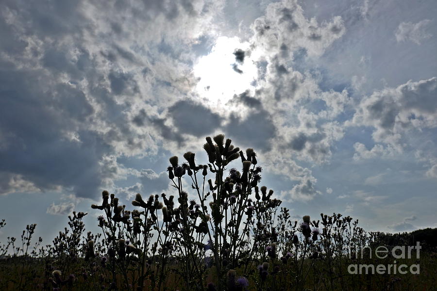 Nature Photograph - Thistles with sun through cloud  by Paul Boizot