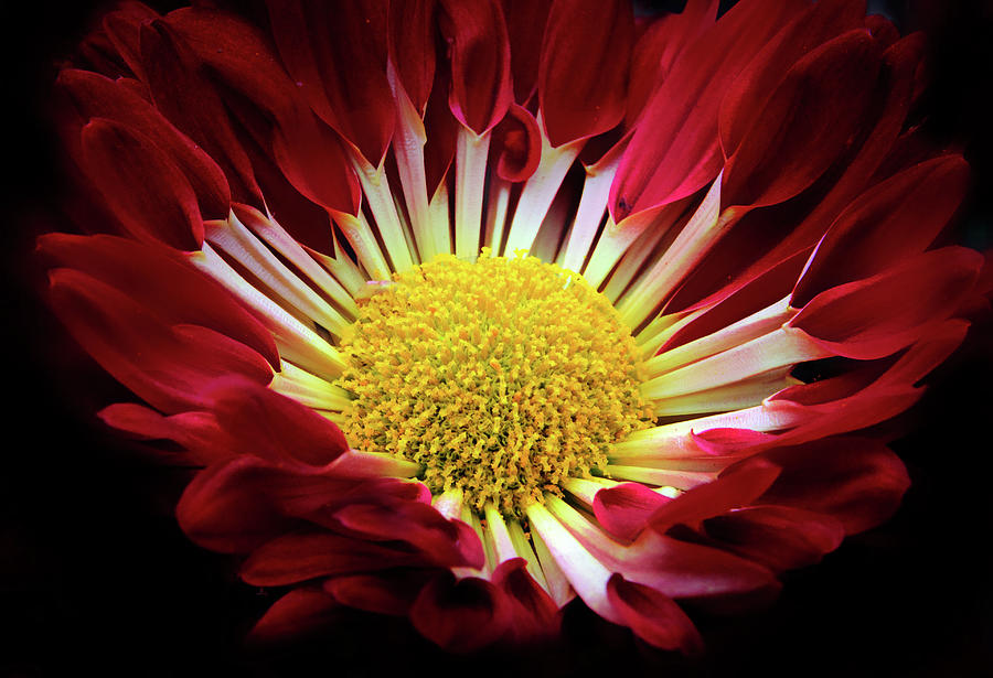 Spoon Chrysanthemum  Photograph by Jessica Jenney