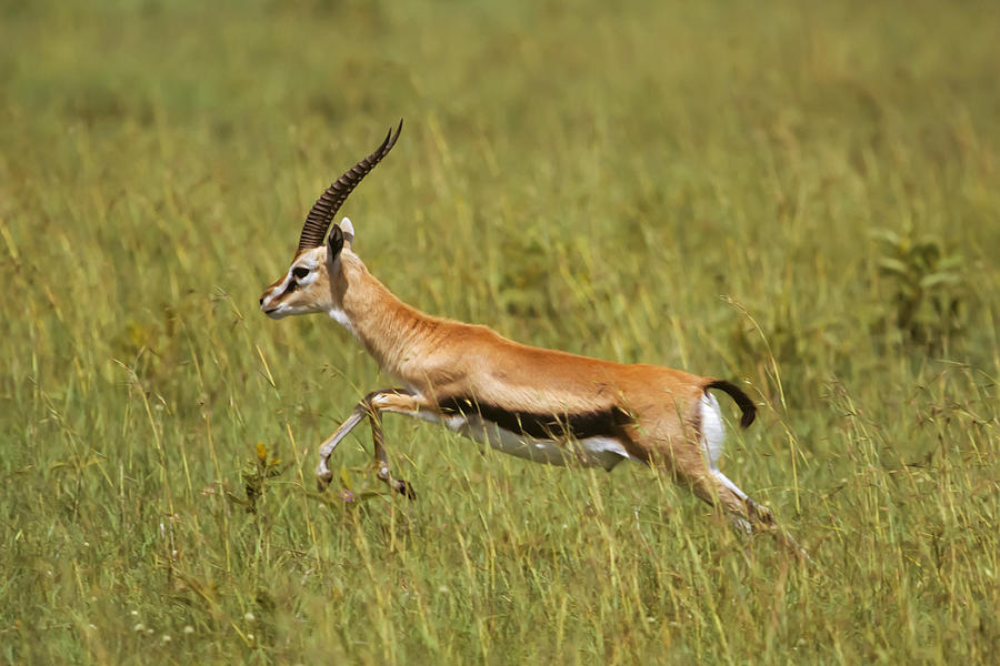 Thompson's Gazelle Bounding Photograph by David Ponton - Fine Art America