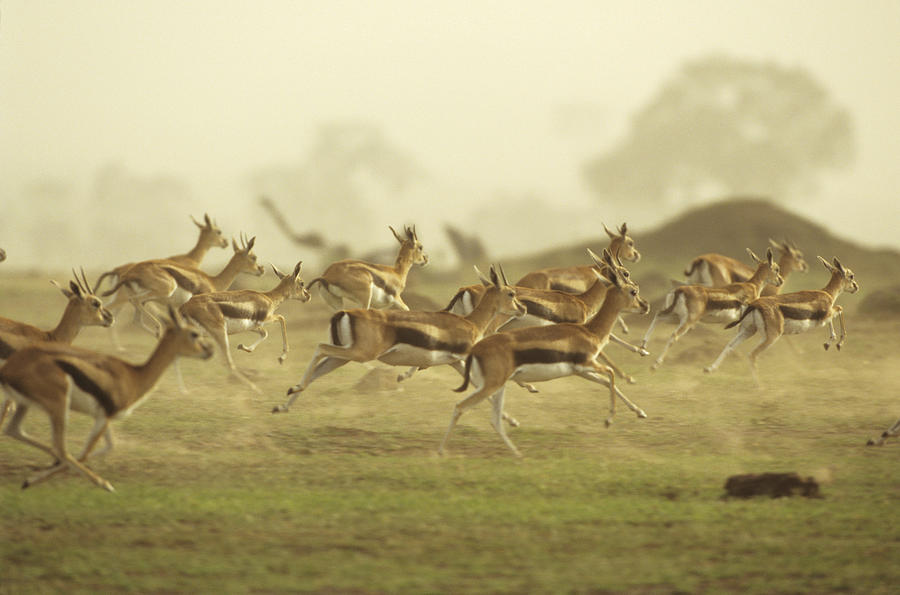 Thomsons gazelle running, Africa Photograph by Tom Brakefield