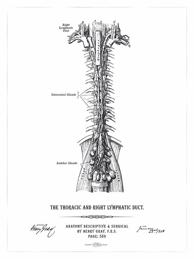 Thoracic and Lymphatics Duct Anatomy - White Digital Art by Aged Pixel ...