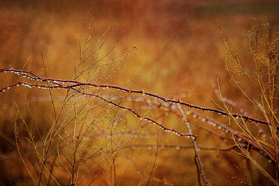 Thorns Photograph by Reynaldo Williams