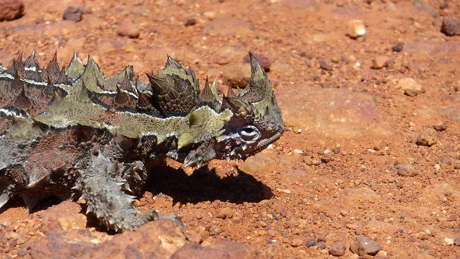 Thorny devil lizard Photograph by Rafael Ben-Ari