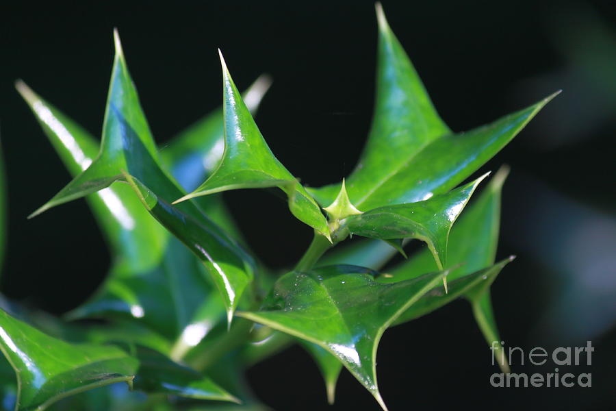 Thorny Leaves Photograph
