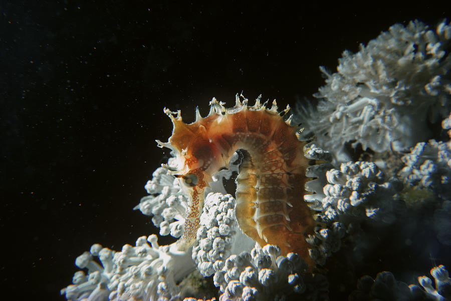 Thorny Sea Horse on soft coral at night Photograph by Jeff Rotman