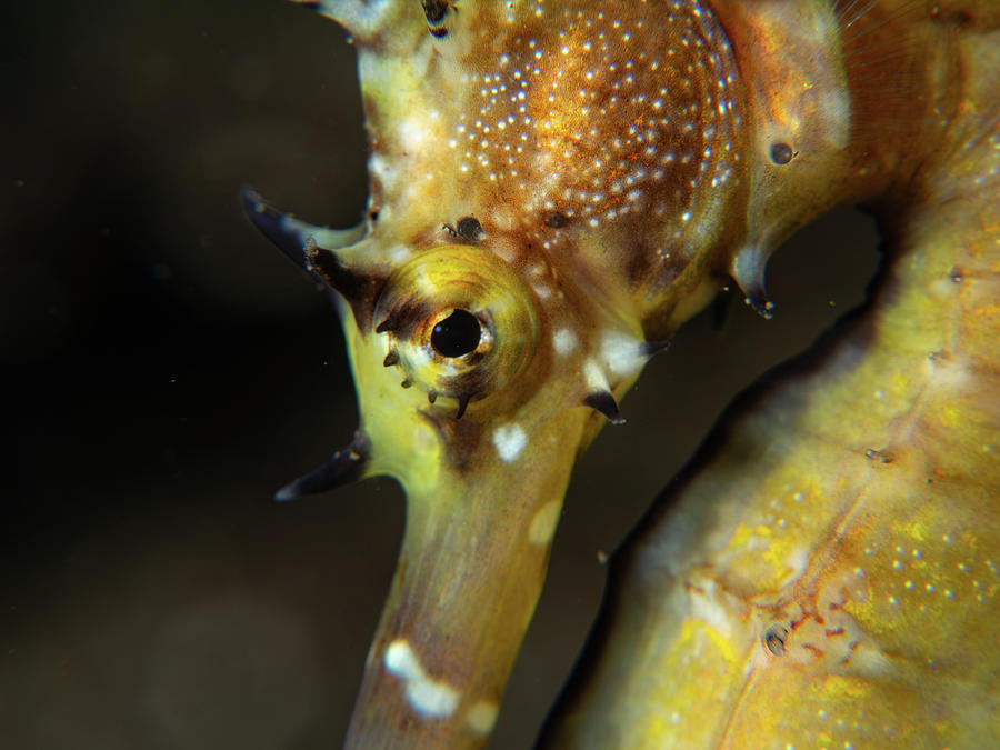 Thorny Seahorse Photograph by Brian Weber