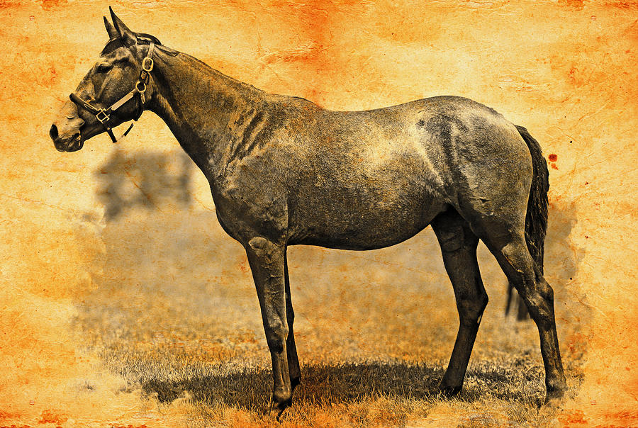 Thoroughbred horse on a pasture, blended on old paper Digital Art by Nicko Prints