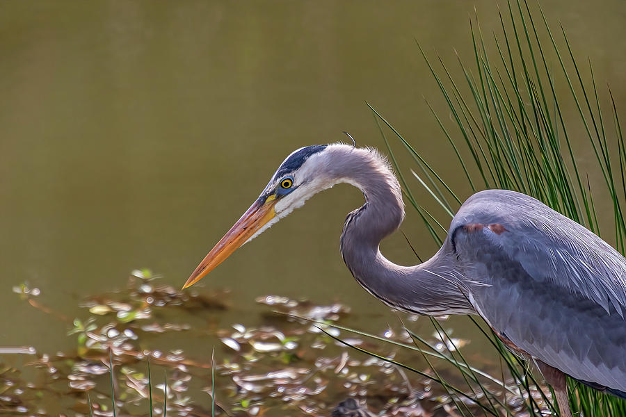 Nature Photograph - Those Hunter Eyes - Great Blue Heron by Steve Rich