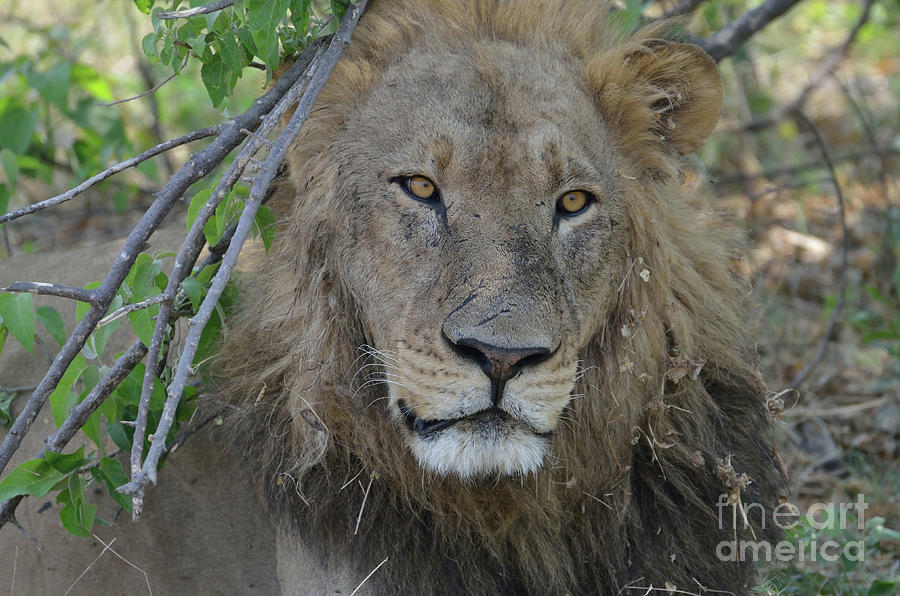 Thoughtful Old Lion, Botswana  Photograph by Tom Wurl