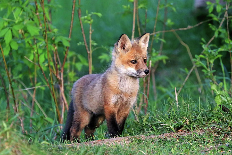 Thoughtful Fox Kit Photograph