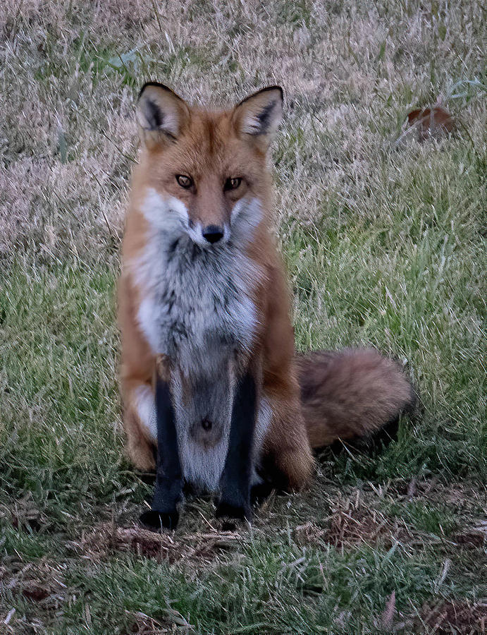 Thoughtful Fox Photograph by Lee Alloway