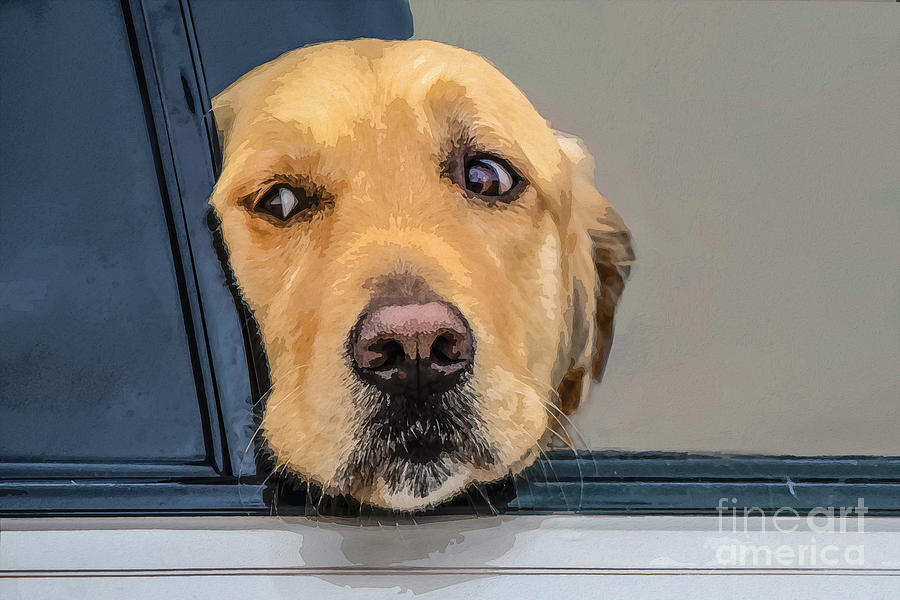 Thoughtful golden retriever dog looks out of window of car with  Digital Art by Susan Vineyard