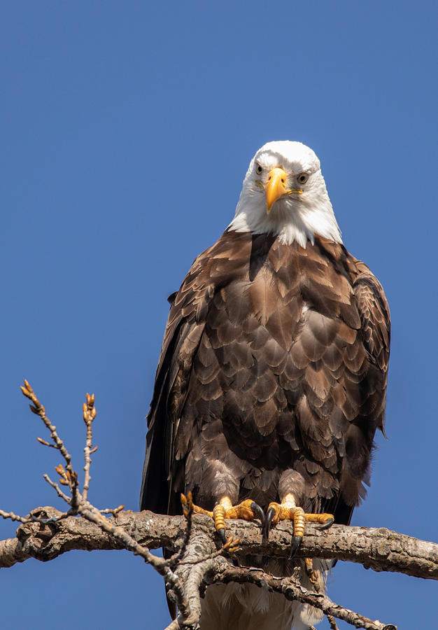 Thoughtful Photograph By Karen Baer - Fine Art America