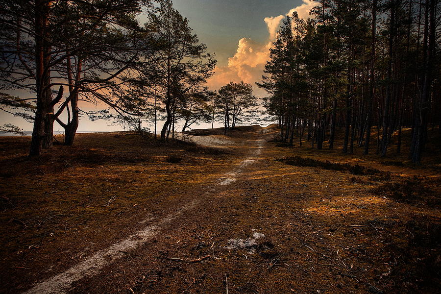 Thoughtful Road In The  Dunes Forest Latvia /Sold Photograph by Aleksandrs Drozdovs