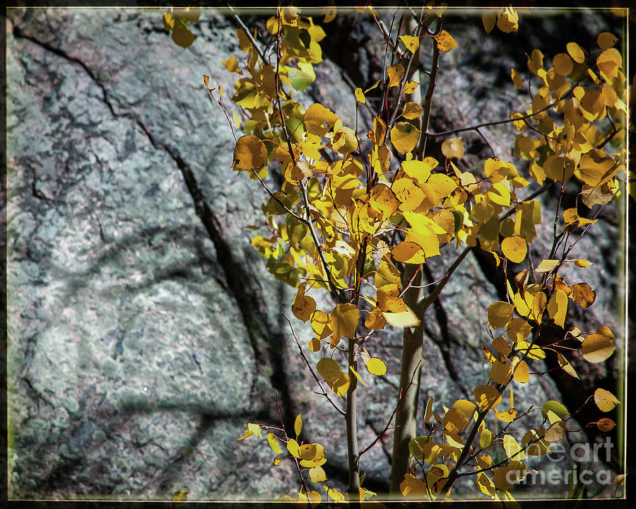 Nature Photograph - Thoughts Of Autumn by John Bartelt