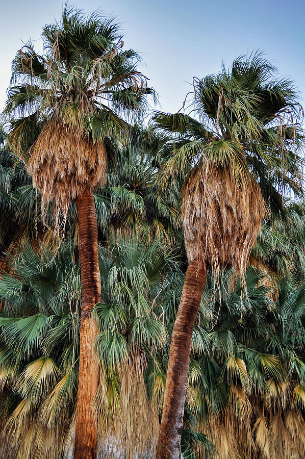 Thousand Palms Oasis  Photograph by Kyle Hanson