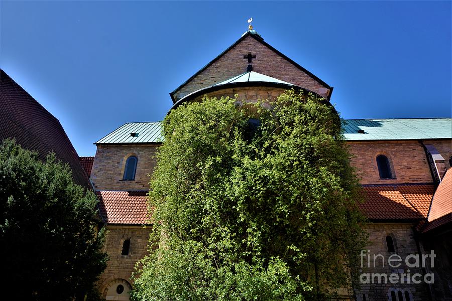 Thousand Year Old Rose In The Assumption Of Mary Cathedral Hildesheim ...