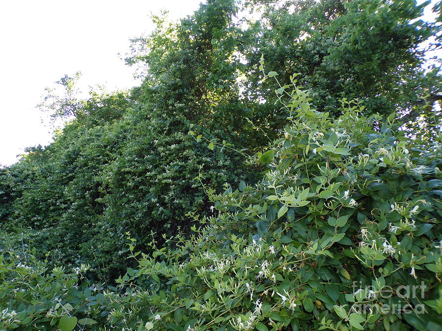 Thousands of Blooming Wild Honeysuckle Vines-Five Photograph by Joney ...