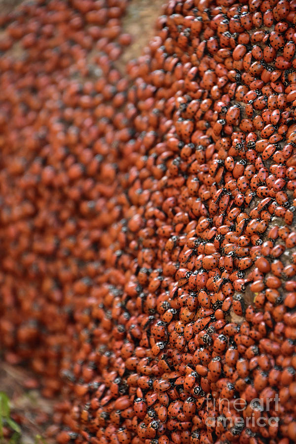 Thousands of Lady Bugs in a Big Pile Photograph by DejaVu Designs ...