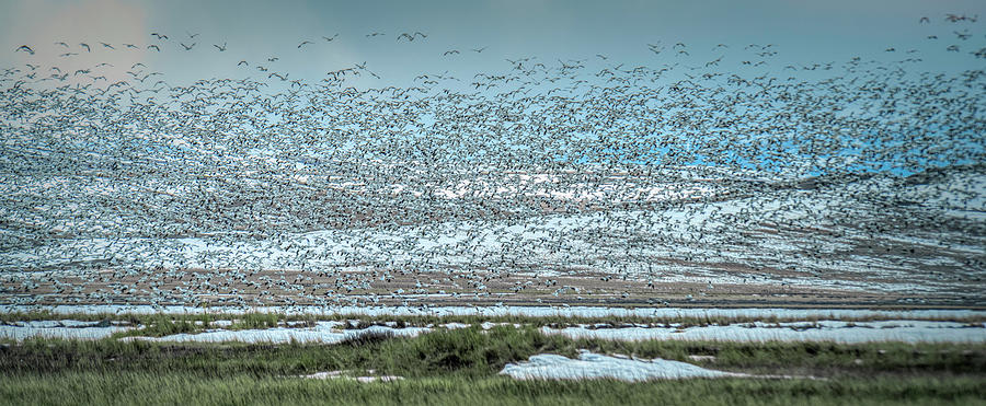 Thousands of Snow Geese Photograph by Pamela Dunn-Parrish