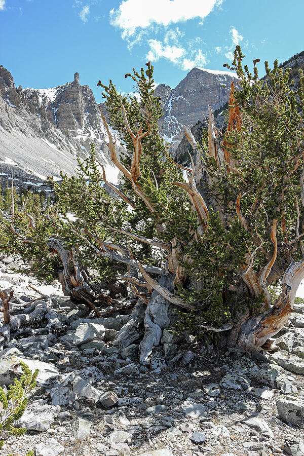 Thousands of Years in the Making - Great Basin National Forest Photograph by Brett Pelletier