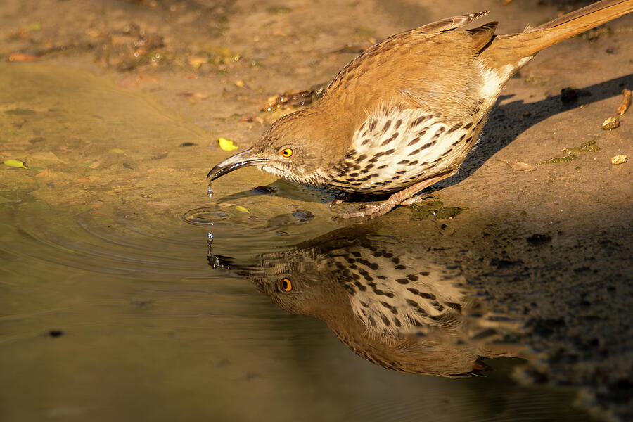 Thrasher Drinking and Reflecting Photograph by Debra Martz Thrasher Drinking and Reflecting Photograph by Debra Martz