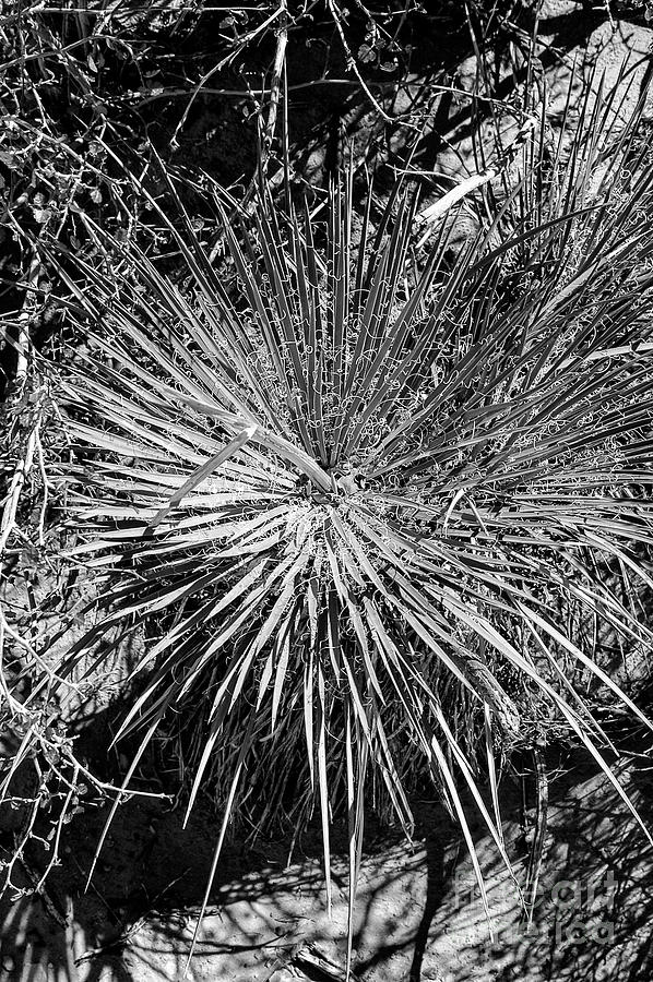 Thread Leaf Agave 2 Photograph by Bob Phillips