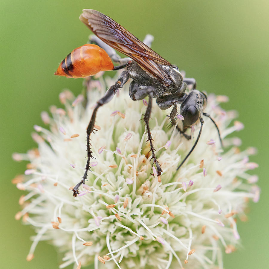 Thread-waisted wasp Prionyx Photograph by Jim Hughes