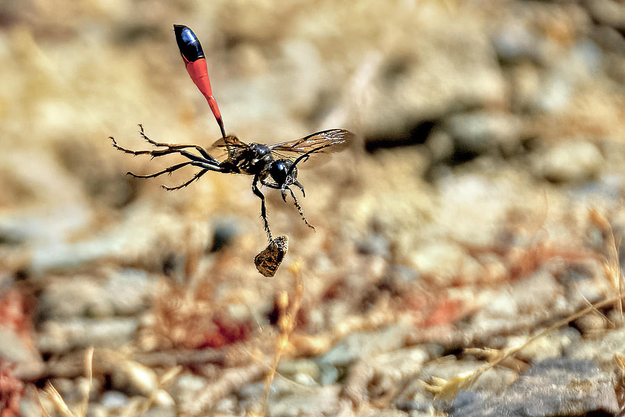 Thread-wasted Wasp Bombing Photograph by Timothy Anable