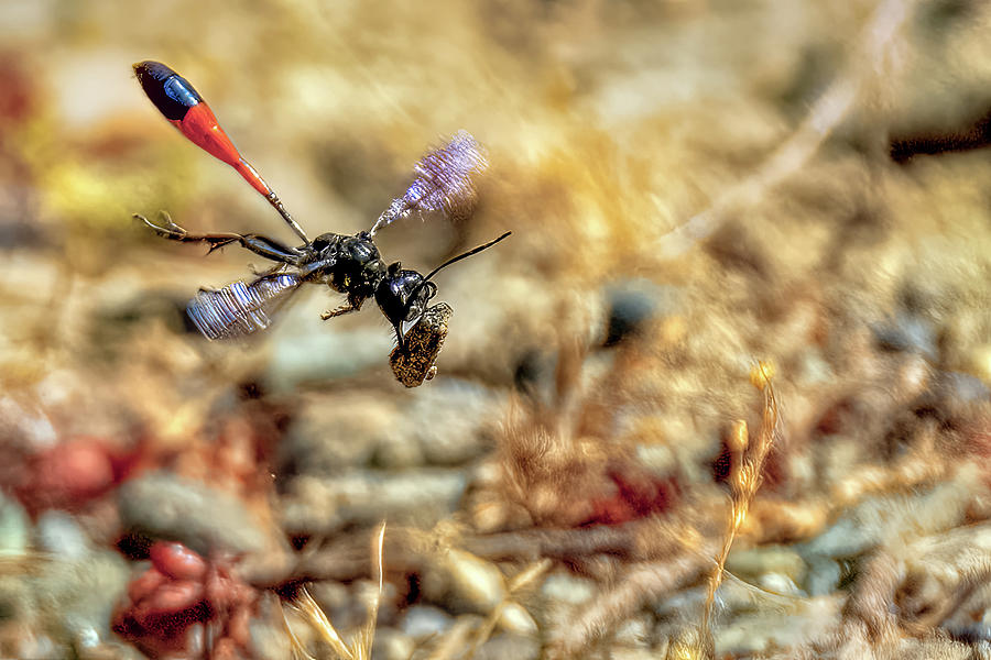 Thread-wasted Wasp Photograph by Timothy Anable