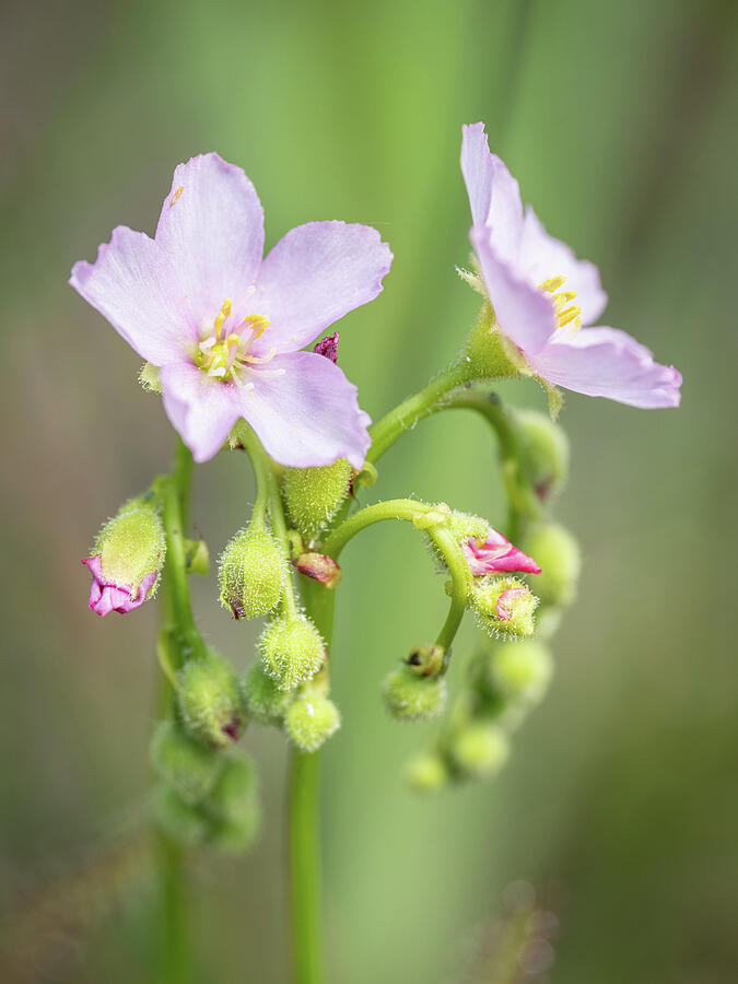 Threadleaf Sundew Flowers Photograph by Kristia Adams Threadleaf Sundew Flowers Photograph by Kristia Adams