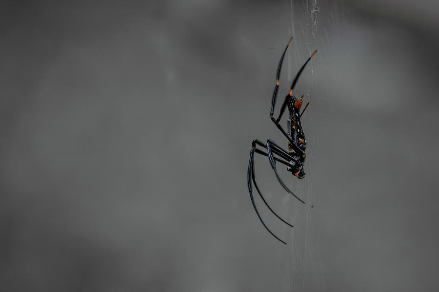 Threatened Giant Golden Orb Weaver Pulls Its Legs Toward Itself   Threatened Giant Golden Orb Weaver Pulls Its Legs Toward Itself Nathan Teo 