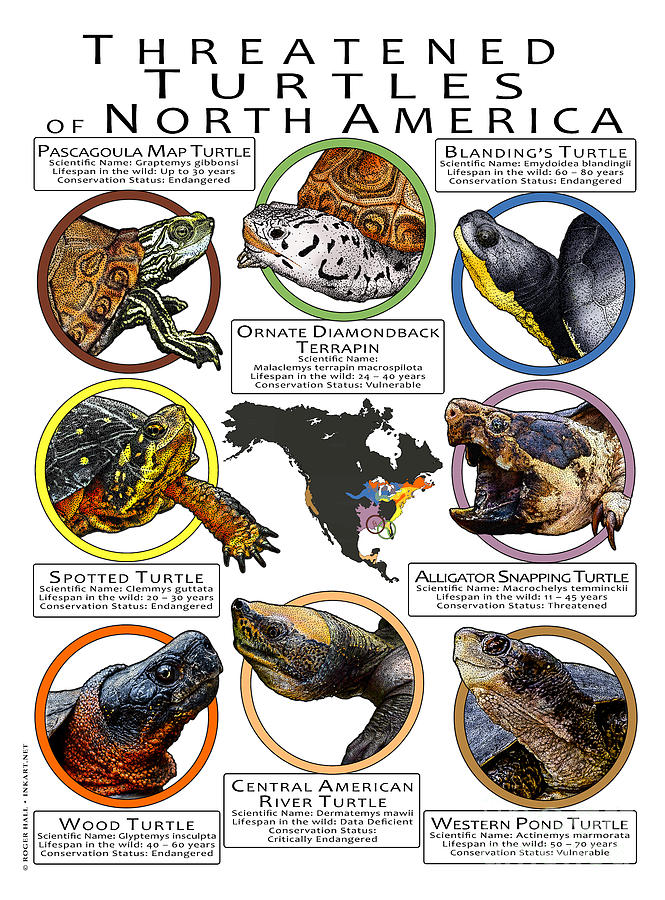 Threatened Turtles of North America Photograph by Roger Hall