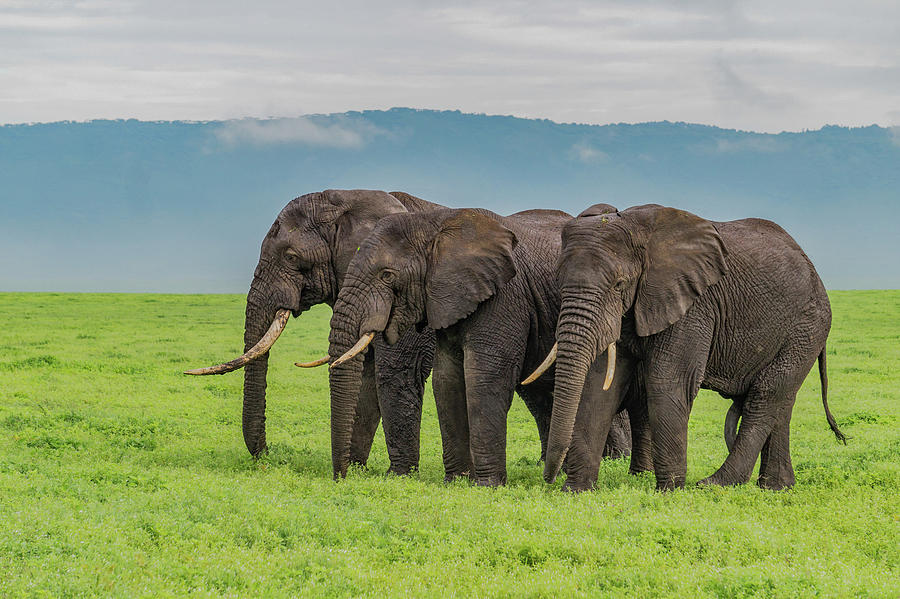 Three African Elephants in a row Photograph by Ann Moore