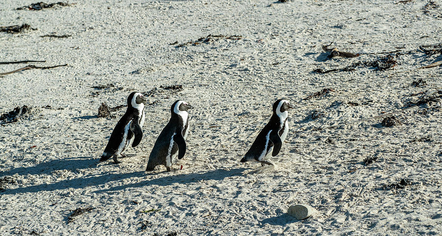 Three African Penguins Walking on the Beach Photograph by Matt Swinden