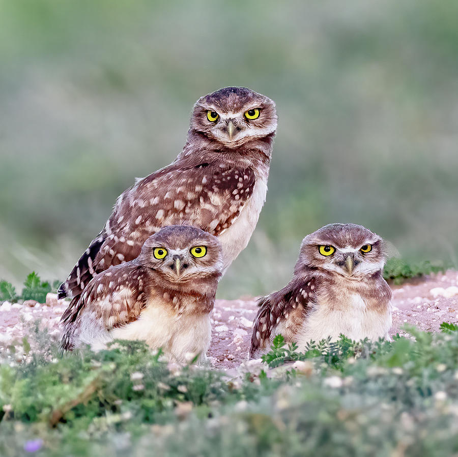 Three Amigos - Burrowing Owls Photograph by Stephen Stookey