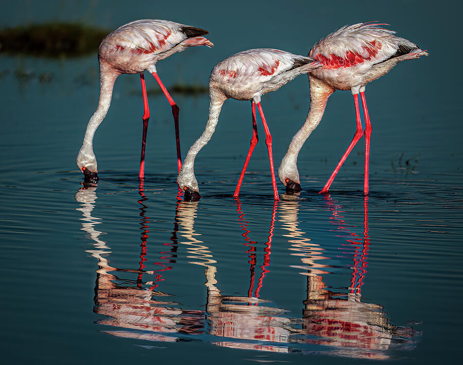 Three Amigos Photograph by Daniel Fleming Three Amigos Photograph by Daniel Fleming