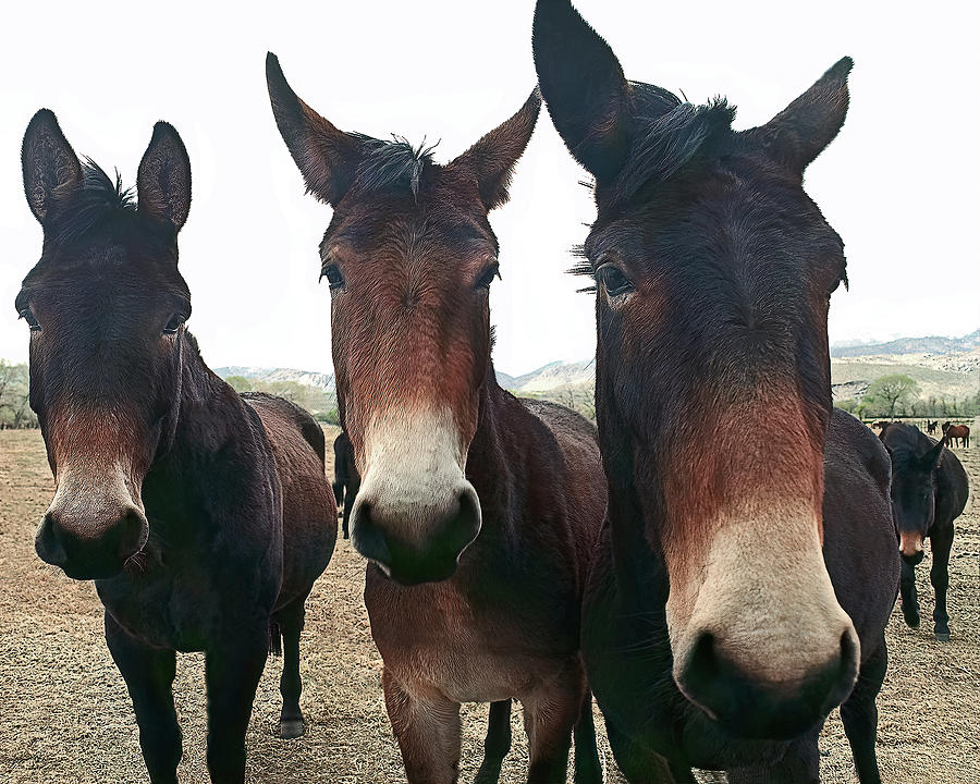 Three Amigos Photograph by Don Schimmel