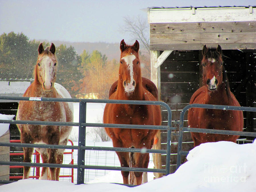 Horse Photograph - Three Amigos by Ida K