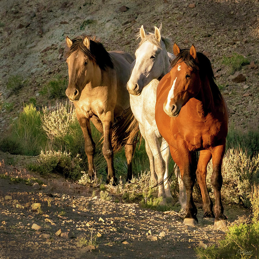 Horse Photograph - Three Amigos by Judi Dressler