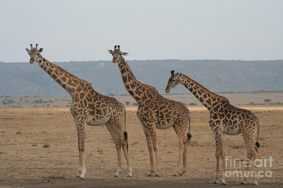 Three Amigos Photograph by Saving Memories By Making Memories