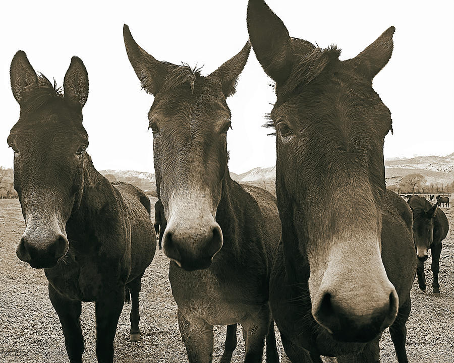 Three Amigos, Sepia Photograph by Don Schimmel