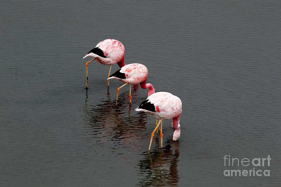 Flamingo Butts Drive You Nuts Photograph by James Brunker