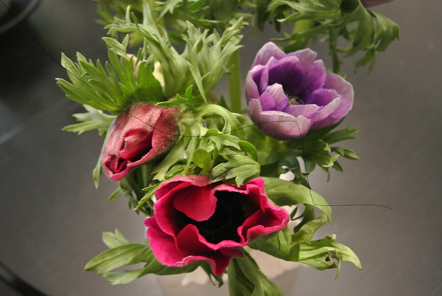 Flower Photograph - Three Anemones by Lynne Iddon