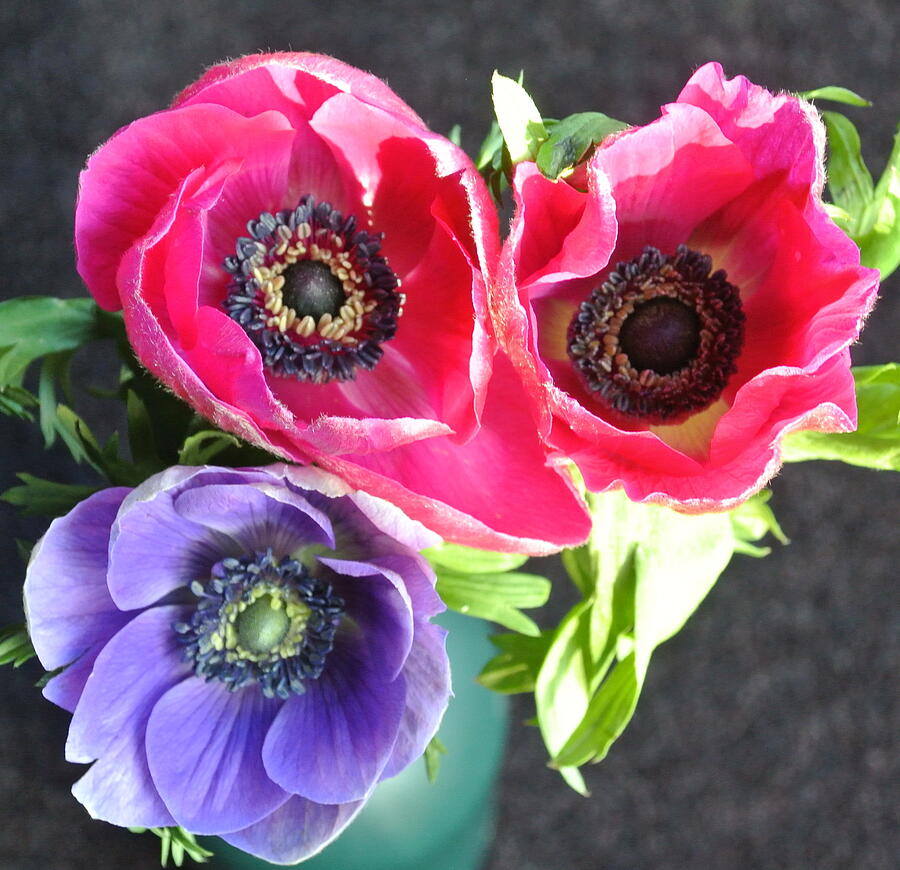 Flower Photograph - Three Anemones SQ 2 by Lynne Iddon