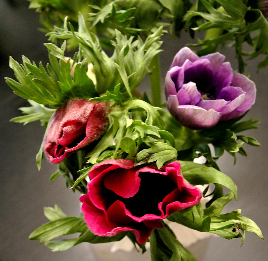 Flower Photograph - Three Anemones SQ by Lynne Iddon